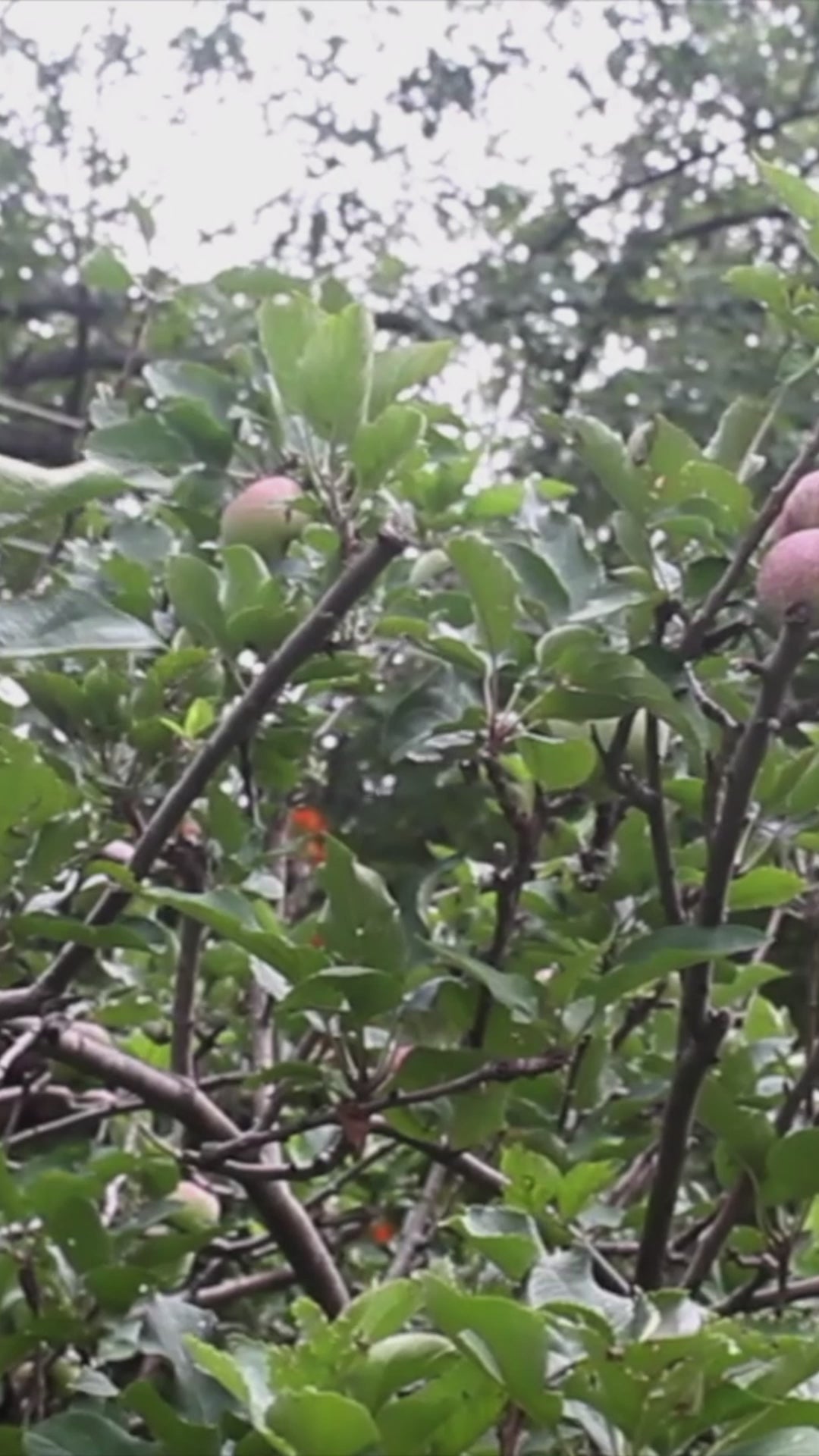 Video de una mujer mayor contando la historia tradicional y el origen artesanal del Rompope Carmelita, grabada en una ventana con fondo natural.